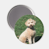 Mini Goldendoodle Welpenmagnet Magnet (Vorderseite/Rückseite)
