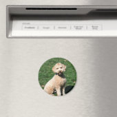 Mini Goldendoodle Welpenmagnet Magnet (In Situ (Geschirrspüler))