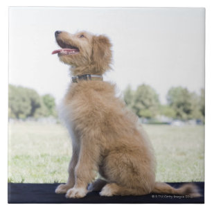 Mini goldenes Gekritzel Fliese