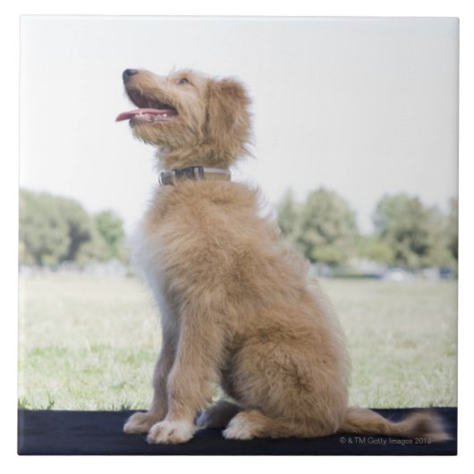 Mini goldenes Gekritzel Fliese (Vorderseite)