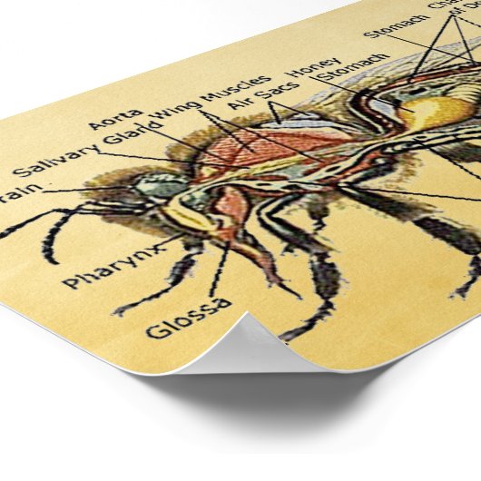 Mini Honey Bee Poster (Ecke)