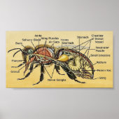 Mini Honey Bee Poster (Vorne)