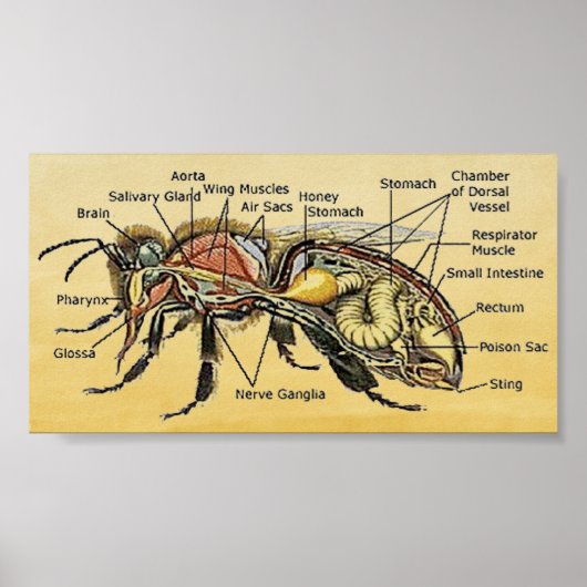 Mini Honey Bee Poster (Vorne)