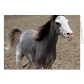 Mini Horse in Liberty Class auf einer Pferdeshow (Vorderseite (Horizontal))