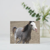 Mini Horse in Liberty Class auf einer Pferdeshow Postkarte (Stehend Vorderseite)