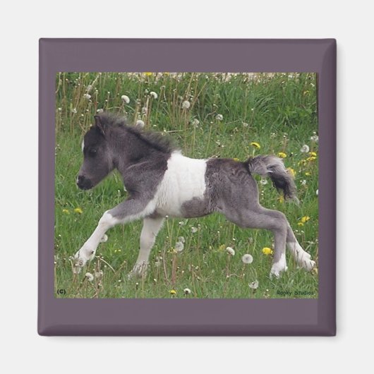 Mini Horse Magnet (Vorne)