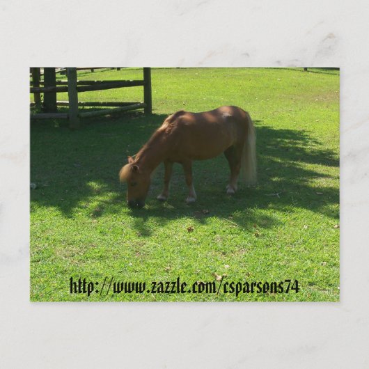 Mini Horse Postcard Postkarte (Vorderseite)