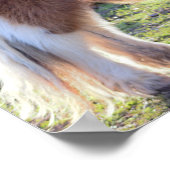 Mini Horse Poster (Ecke)