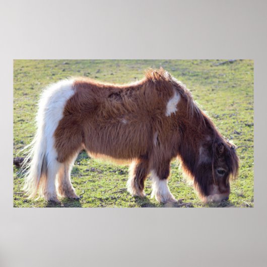 Mini Horse Poster (Vorne)