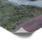 Mini Horse Poster (Ecke)