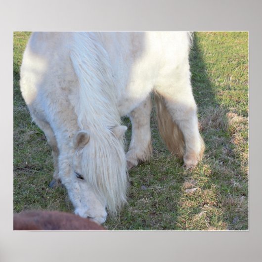 Mini Horse Poster (Vorne)