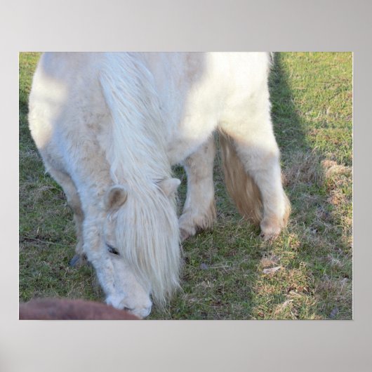 Mini Horse Poster (Vorne)