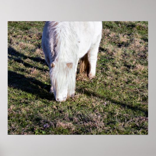 Mini Horse Poster (Vorne)