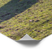 Mini Horses Poster (Ecke)