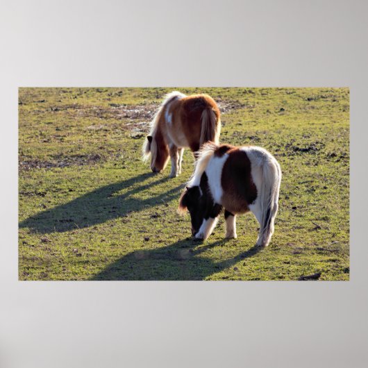 Mini Horses Poster (Vorne)