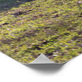 Mini Horses Poster (Ecke)