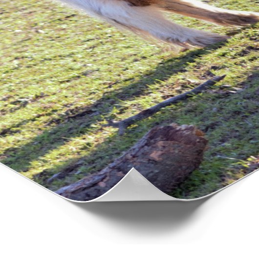 Mini Horses Poster (Ecke)