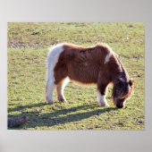 Mini Horses Poster (Vorne)