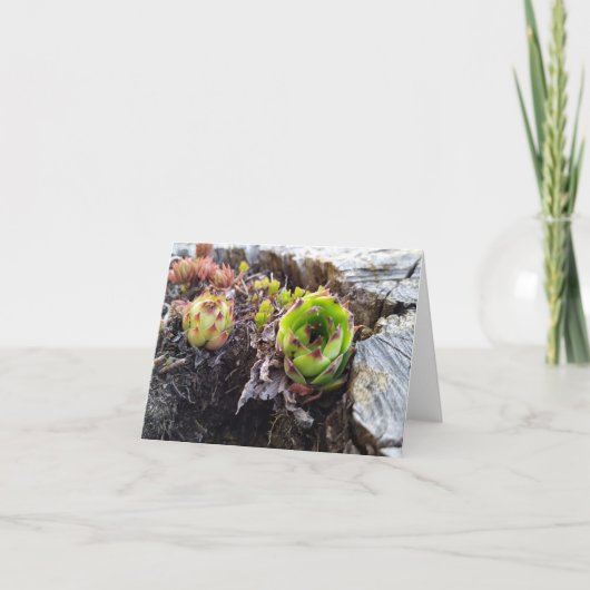Mini-Kaktus in einem Protokoll Karte (Vorderseite)