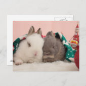 Mini-Kaninchen Postkarte (Vorne/Hinten)