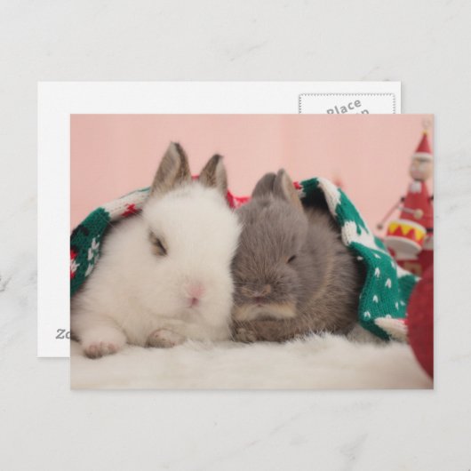 Mini-Kaninchen Postkarte (Vorne/Hinten)