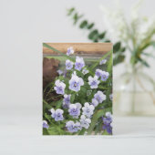 Mini Lila Violets Blume Postkarte (Stehend Vorderseite)
