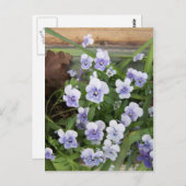 Mini Lila Violets Blume Postkarte (Vorne/Hinten)