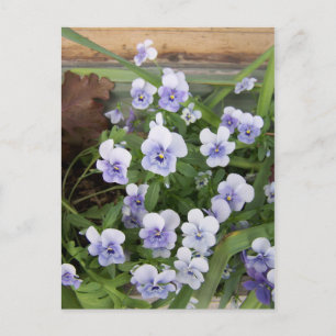 Mini Lila Violets Blume Postkarte