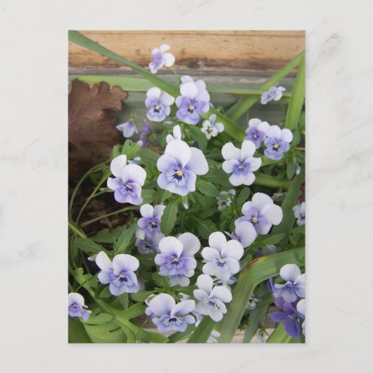 Mini Lila Violets Blume Postkarte (Vorderseite)