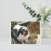 Mini Lop Pet Rabbit Postkarte (Stehend Vorderseite)