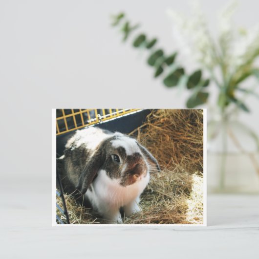 Mini Lop Pet Rabbit Postkarte (Stehend Vorderseite)