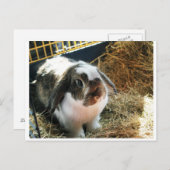 Mini Lop Pet Rabbit Postkarte (Vorne/Hinten)