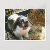 Mini Lop Pet Rabbit Postkarte (Vorderseite)