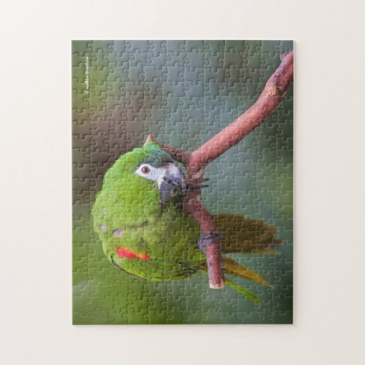 Mini-Maca von Hahn / Rot-Schimpanse Puzzle (Vertikal)