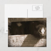 Mini-Nase über Gate Postkarte (Vorne/Hinten)