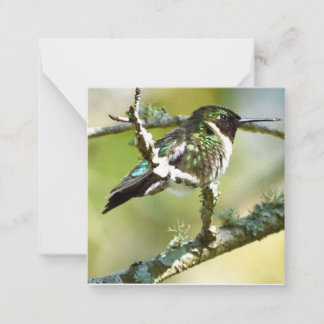 Mini-Notecards von personalisiert Hummingbird Mitteilungskarte