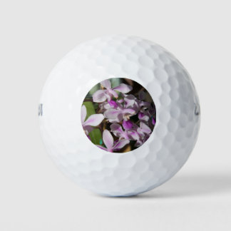 Mini-Orchideen Golfball