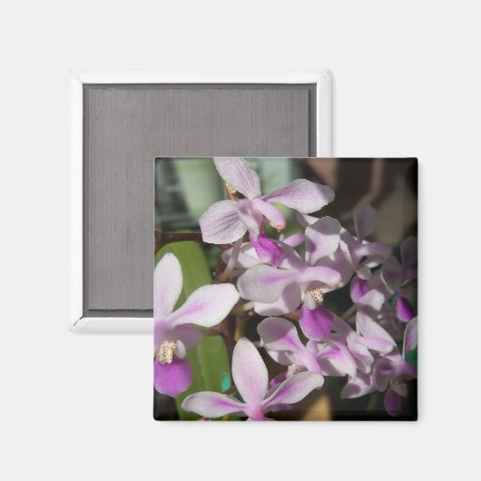 Mini-Orchideen Magnet (Vorderseite/Rückseite)