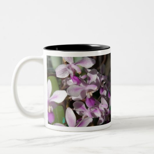 Mini-Orchideen Zweifarbige Tasse (Links)