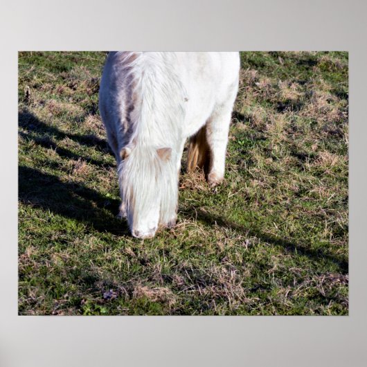Mini-Pferd Poster (Vorne)