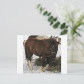 Mini-Pferd Postkarte (Stehend Vorderseite)