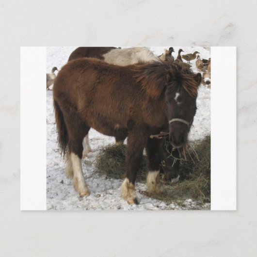 Mini-Pferd Postkarte (Vorderseite)