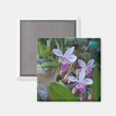 Mini-Phal-Orchideen Magnet (Vorderseite/Rückseite)