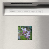 Mini-Phal-Orchideen Magnet (In Situ (Geschirrspüler))