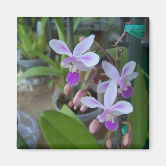 Mini-Phal-Orchideen Magnet (Vorne)