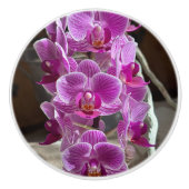 Mini Phalaenopsis Sogo Vivien Lila Orchid Blume Keramikknauf (Vorderseite)