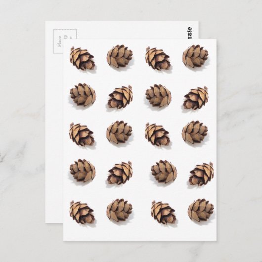 Mini Pine Cones on White Postkarte (Vorne/Hinten)