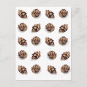 Mini Pine Cones on White Postkarte (Vorderseite)