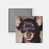 Mini-Pinscher. Magnet (Vorderseite/Rückseite)