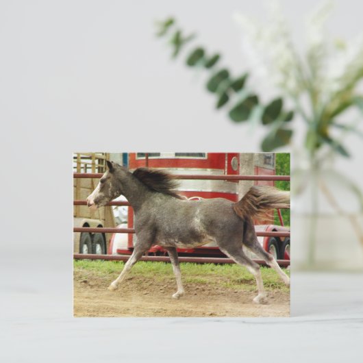 Mini Pinto Horse Gallops Postkarte (Stehend Vorderseite)